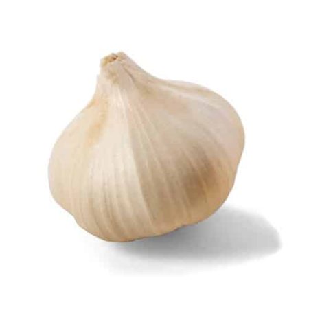 سیر کردی بزرگ سفید
